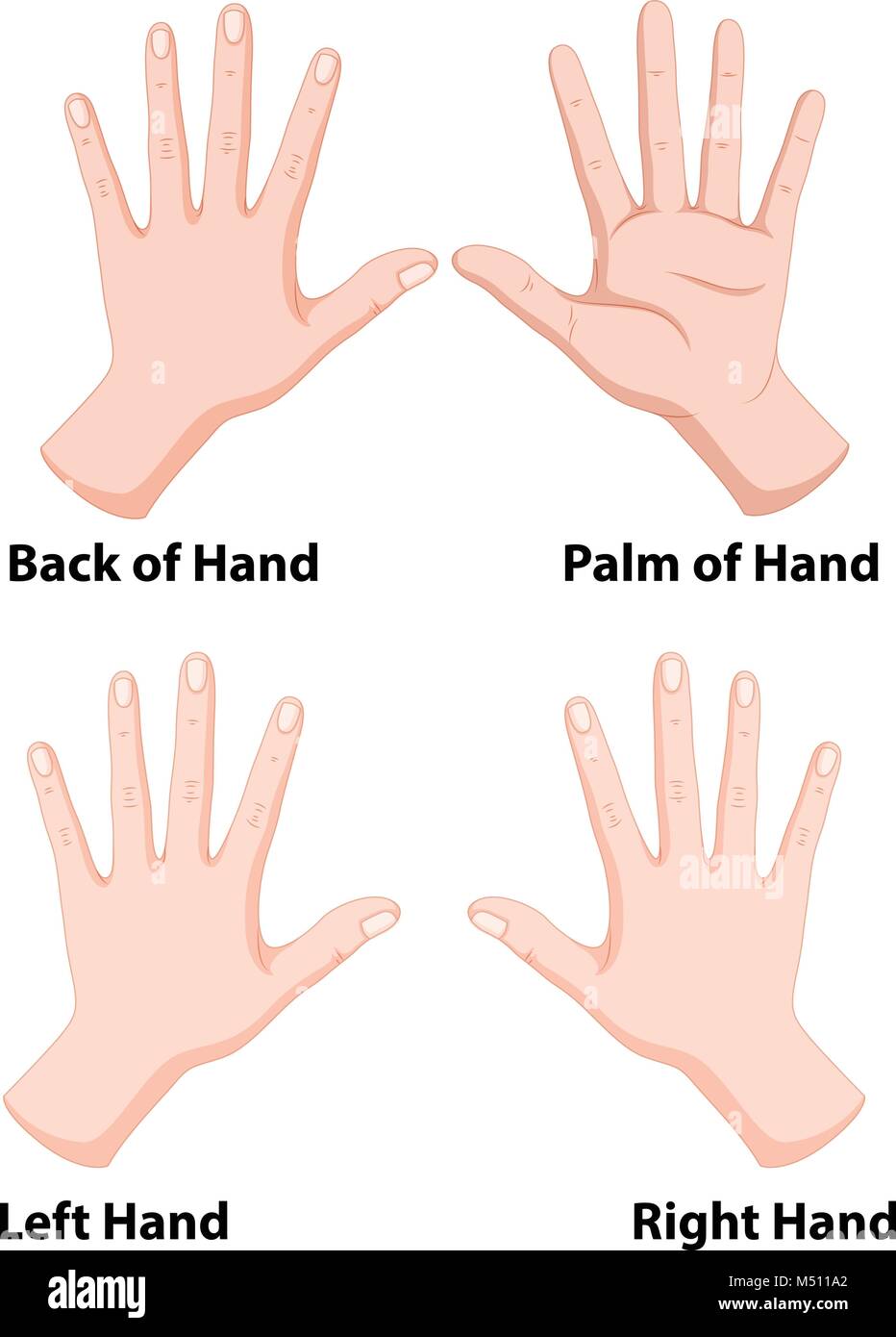 Hands in four positions illustration Stock Vector Image & Art - Alamy