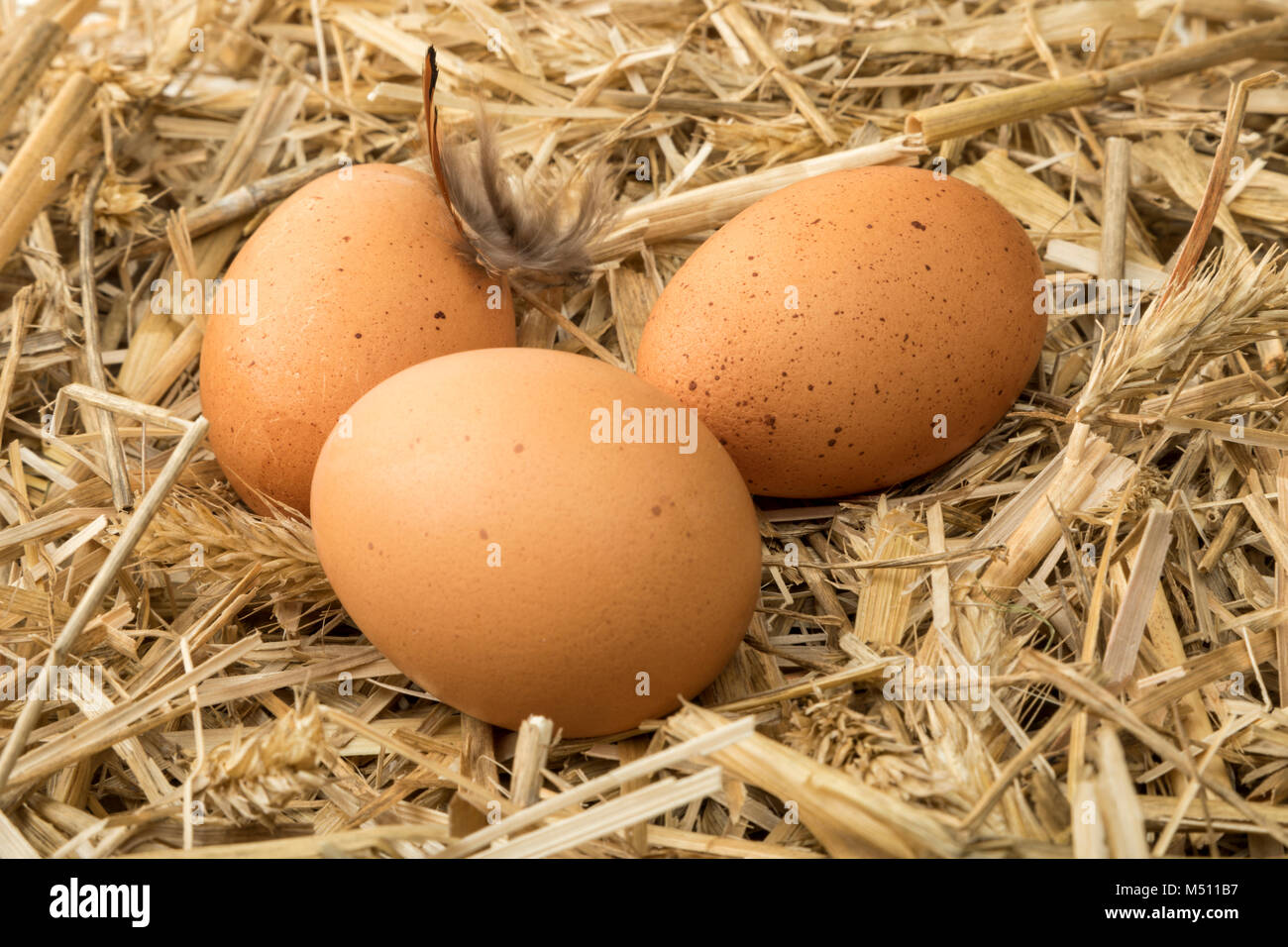 Brown eggs on straw in chicken coop Stock Photo Alamy