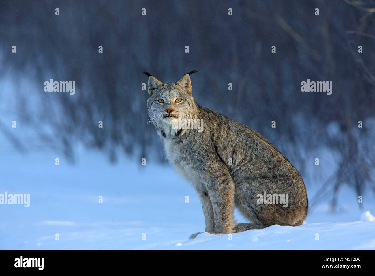 An adult Canada Lynx hunts for Snowshoe hares in Superior National Forest in northern Minnesota Stock Photo