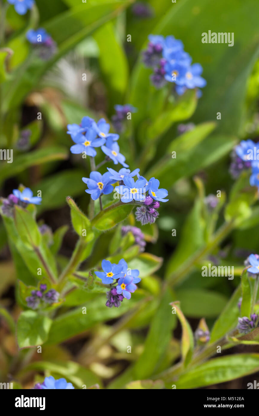 'Firmanent' Chinese forget-me-not, Kinesisk förgätmigej (Cynoglossum amabile) Stock Photo