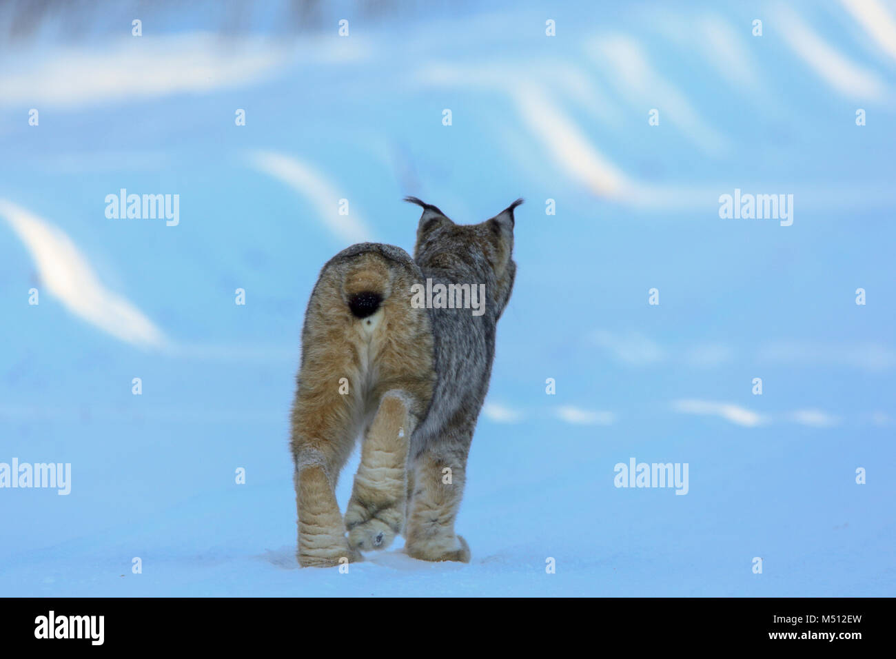 An Adult Lynx Hunts for Snowshoe Hares in Superior National Forest in Northern Minnesota Stock Photo