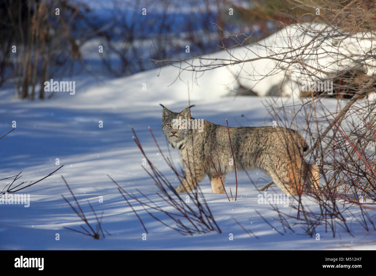 An adult Canada Lynx hunts for Snowshoe hares in Superior National Forest in northern Minnesota Stock Photo