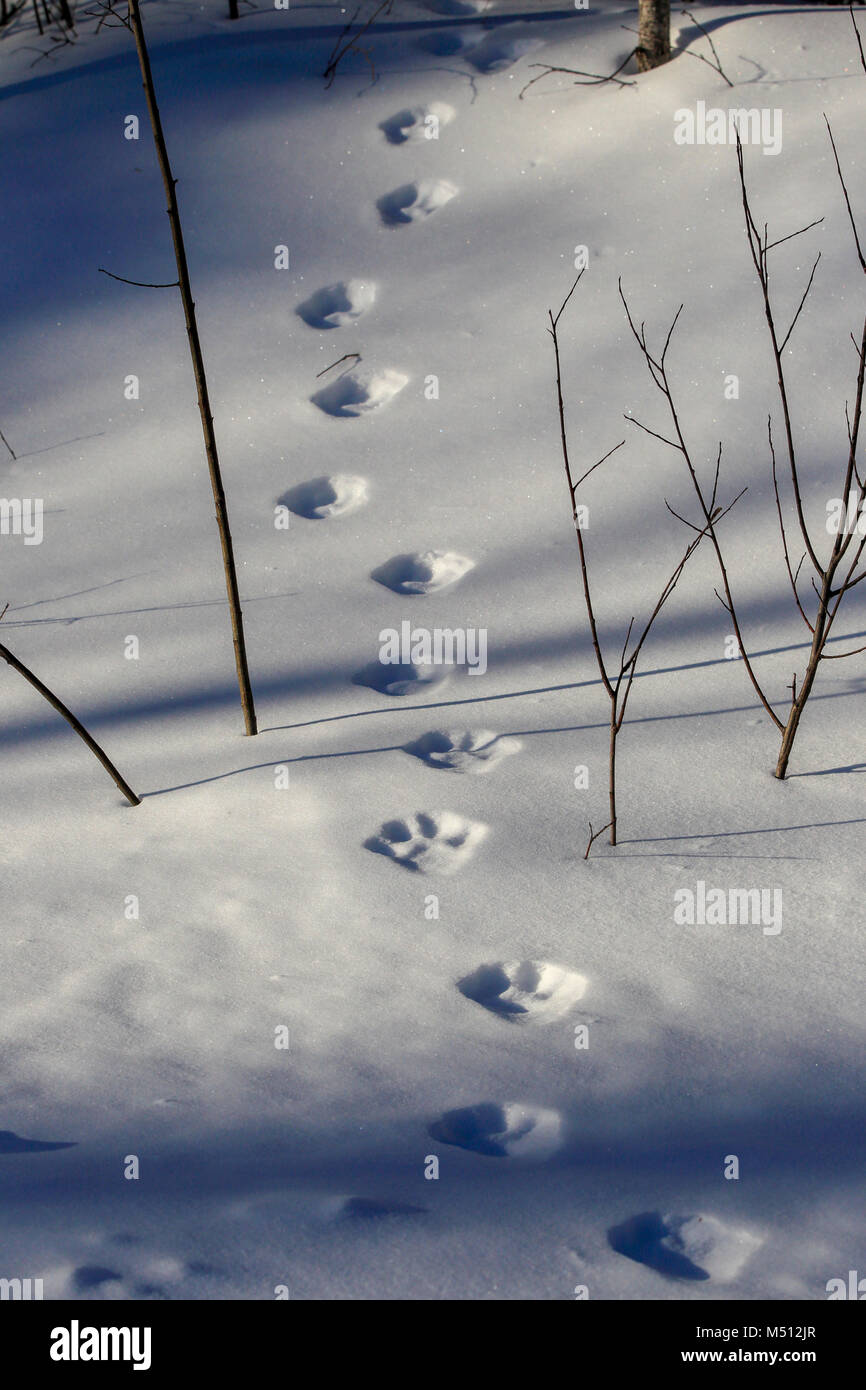 Fresh Lynx tracks in the snow in Superior National Forest in Minnesota. Stock Photo