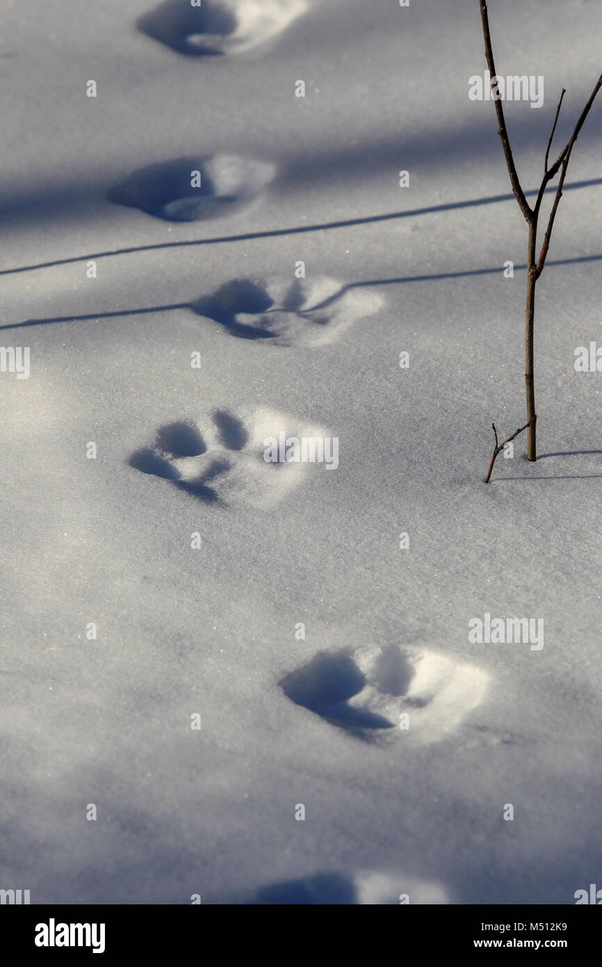 Fresh Lynx tracks in the snow in Superior National Forest in Minnesota. Stock Photo