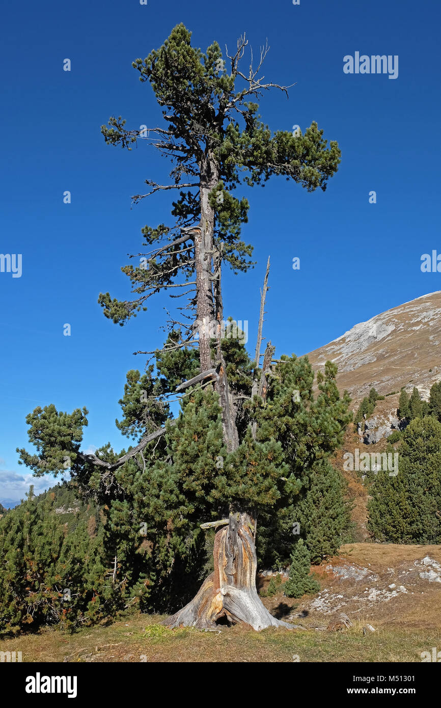 Tall Stone Pine, Swiss stone pine, Austrian stone pine Stock Photo