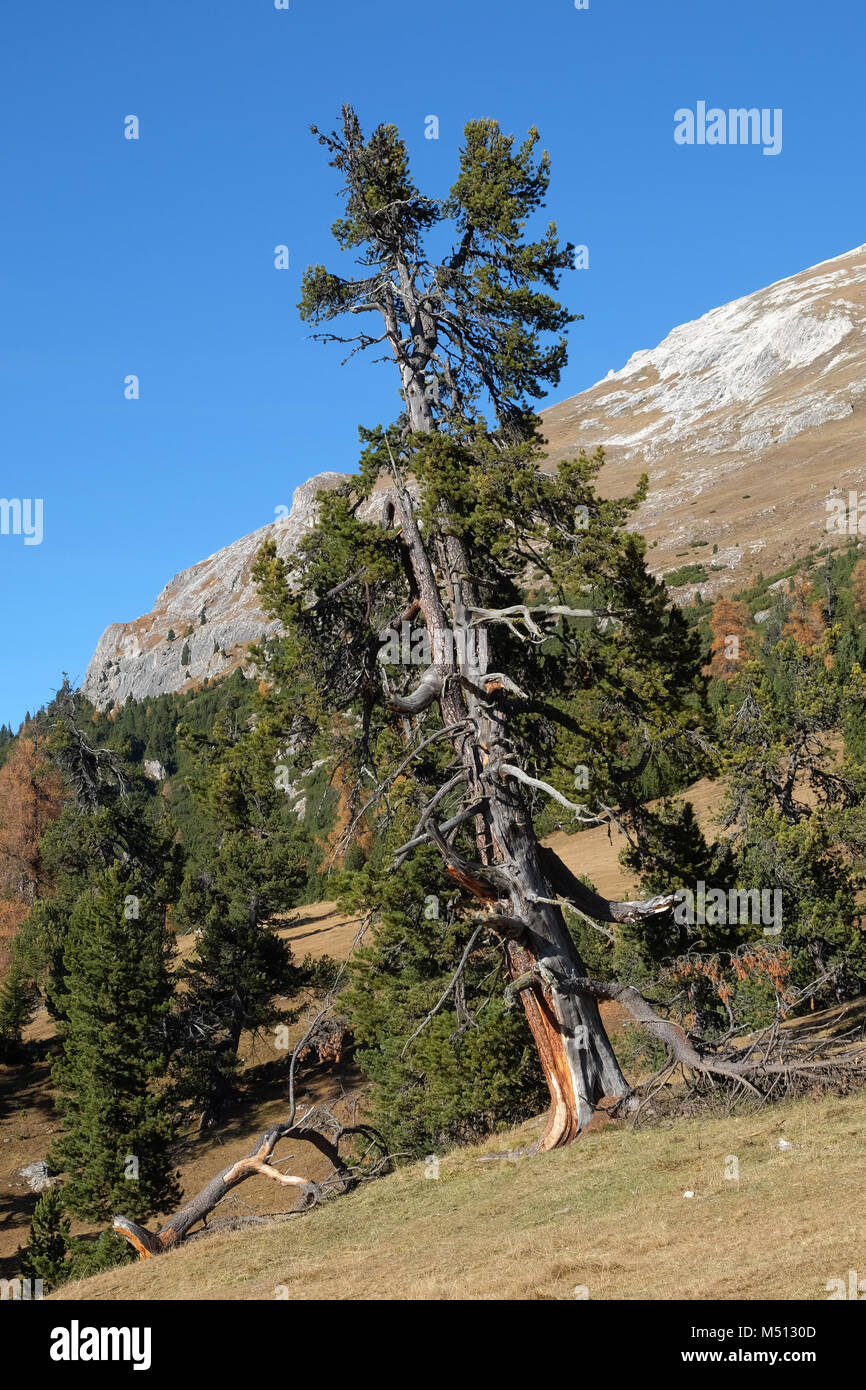 Tall Stone Pine, Swiss stone pine, Austrian stone pine Stock Photo