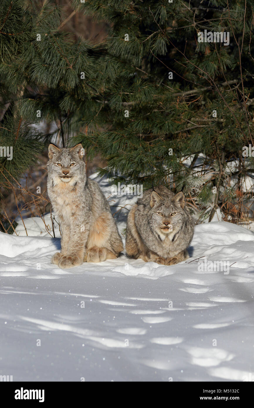 A family of five wild Canada Lynx consisting of an adult female (center) and four kittens dozing and grooming in the sun on a sub-zero morning in Supe Stock Photo