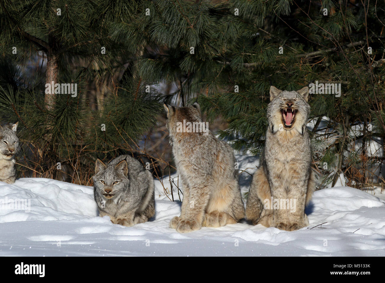A family of five wild Canada Lynx consisting of an adult female (center) and four kittens dozing and grooming in the sun on a sub-zero morning in Supe Stock Photo