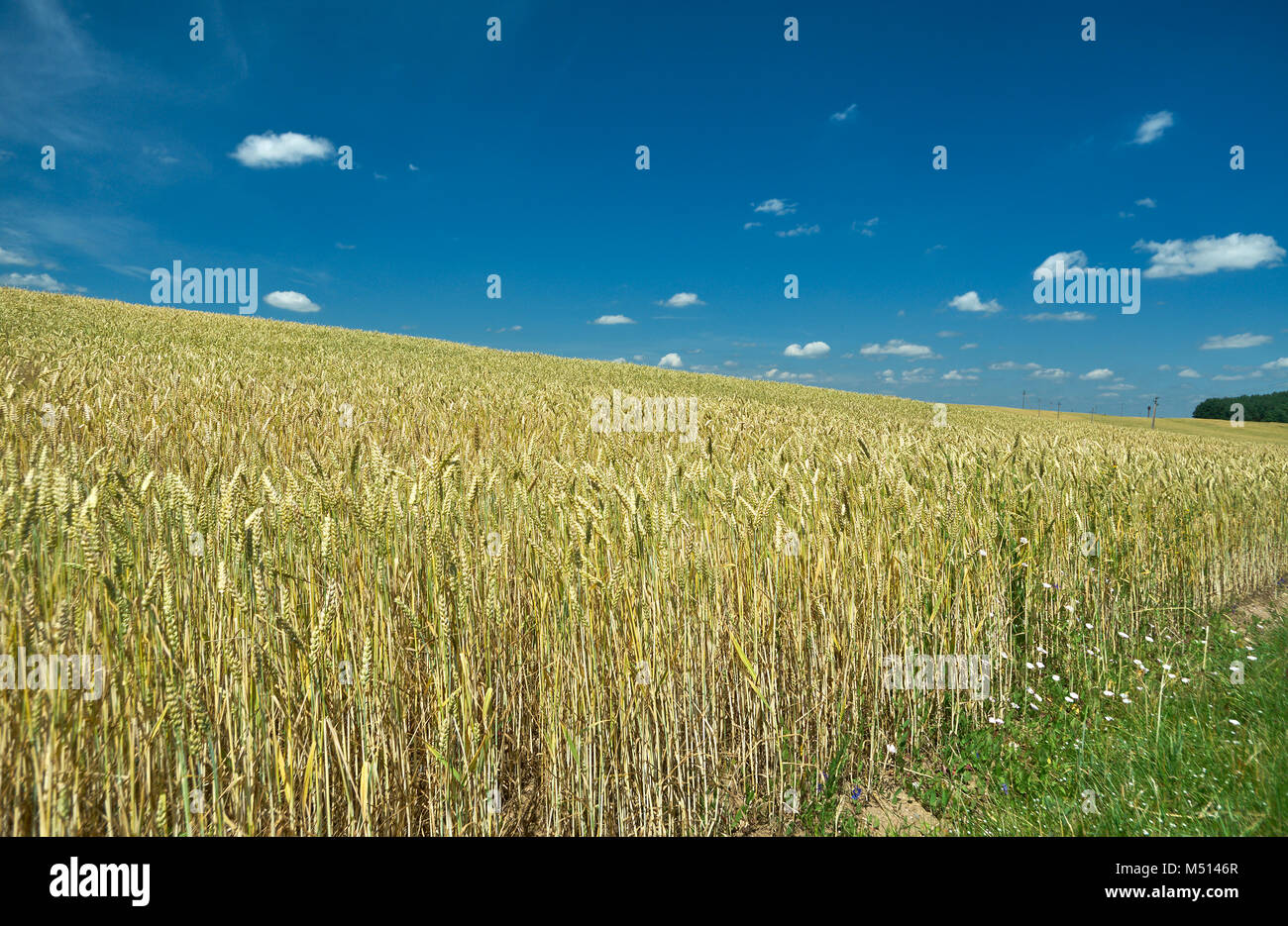 Field with Common wheat. Belarus landscap Stock Photo