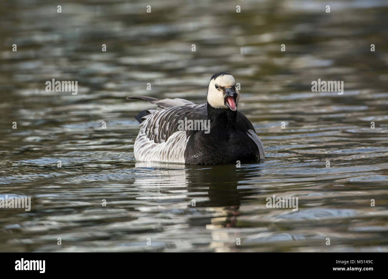 Barnacle goose (Branta leucopsis) Stock Photo