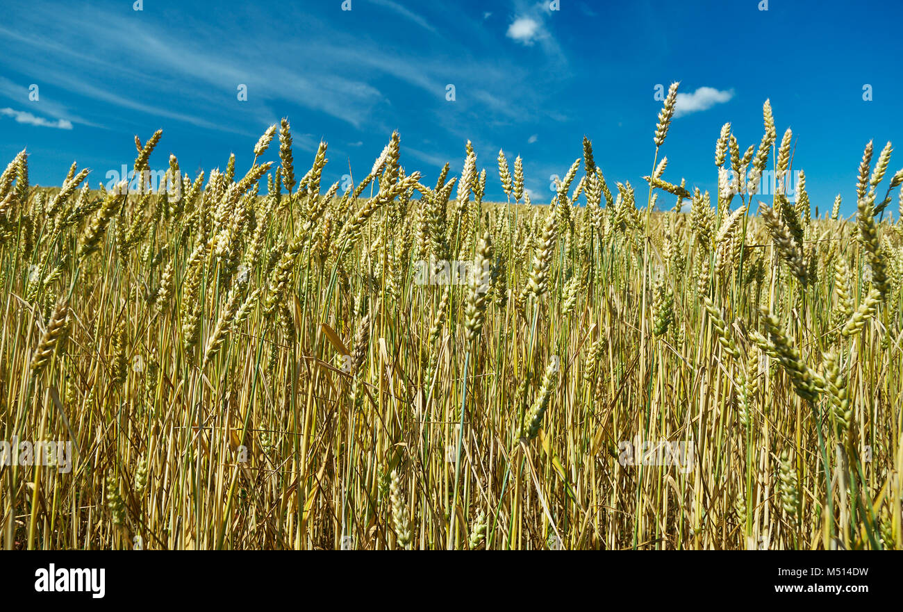 Field with Common wheat. Belarus landscap Stock Photo