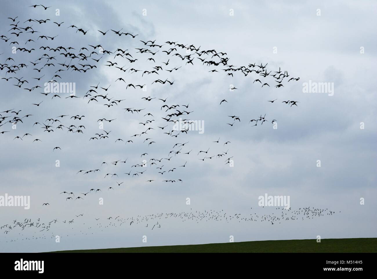 swarm of birds before clouds at the coast Stock Photo Alamy