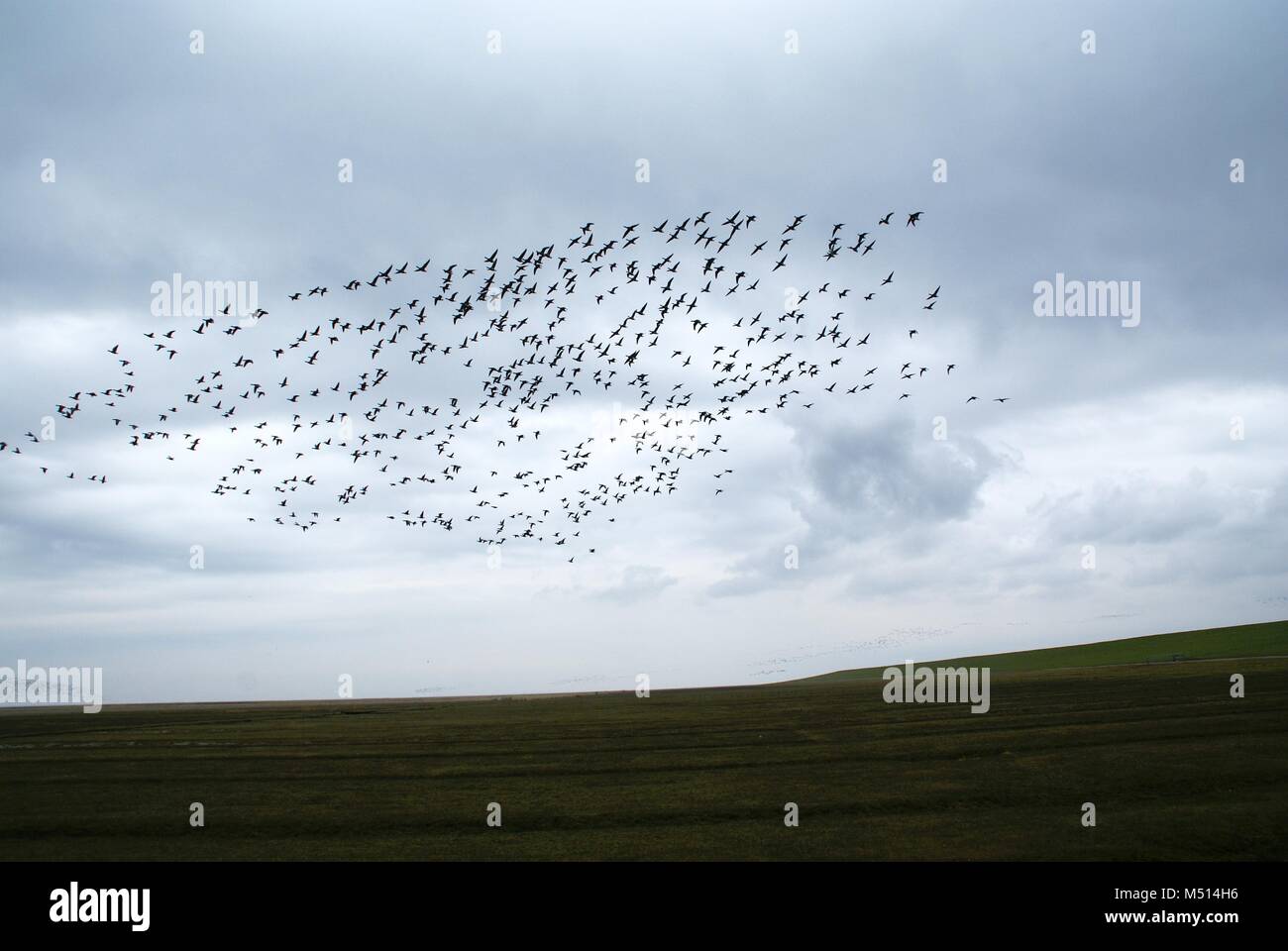 swarm of birds before clouds at the coast Stock Photo Alamy