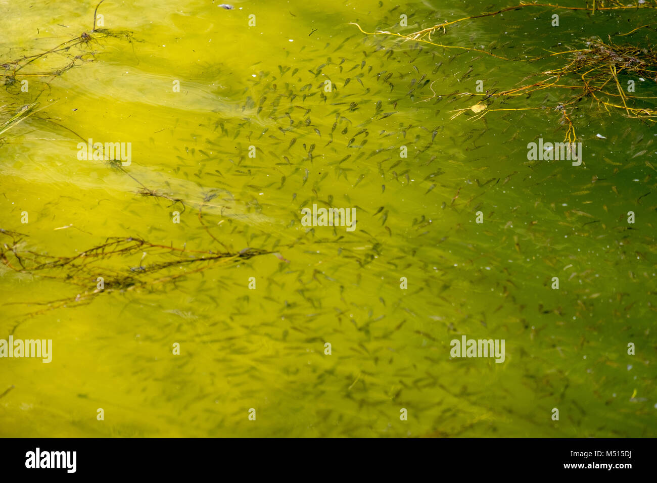 School of small fishes at local outdoor pond Stock Photo