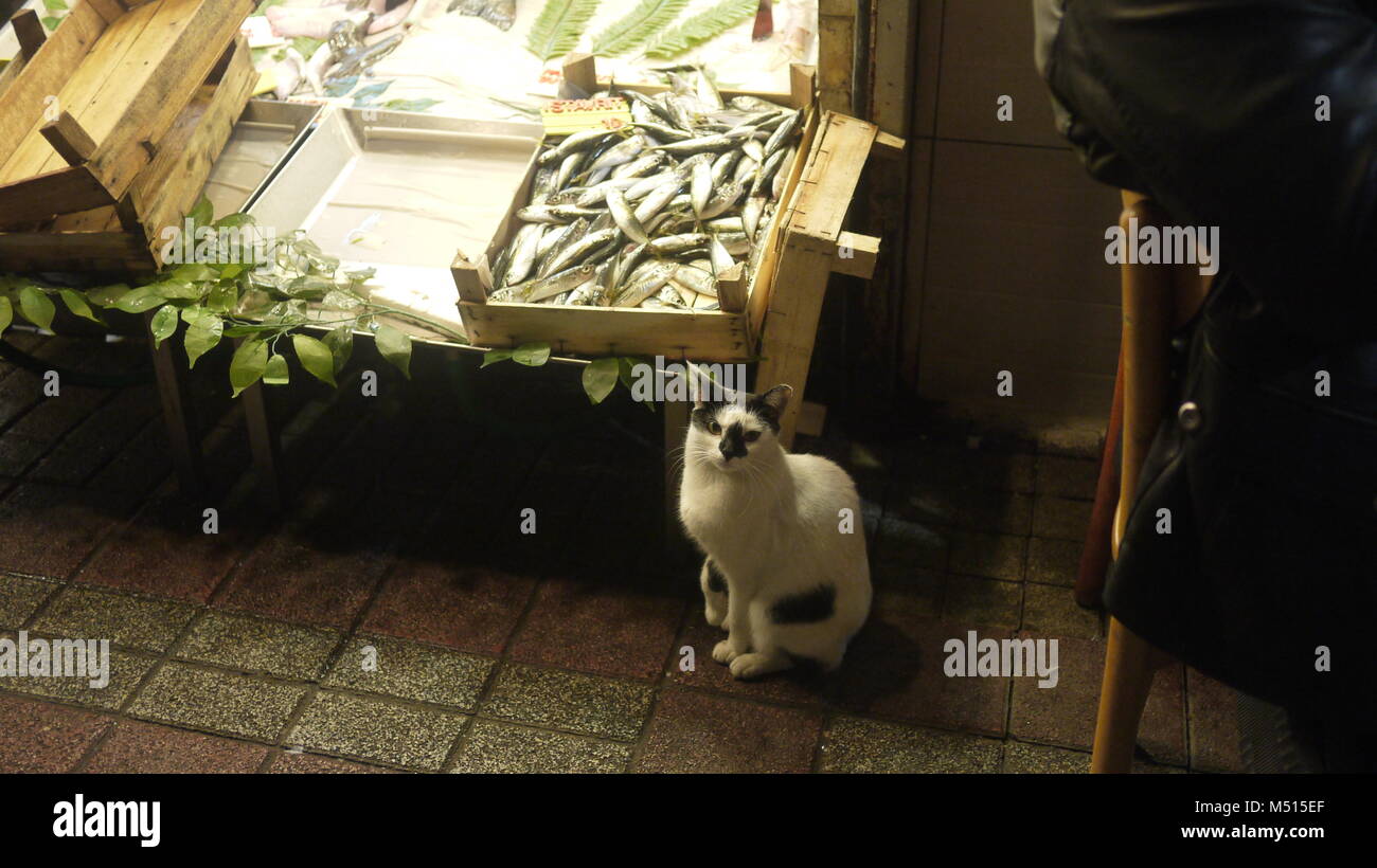 A cat sits outside a fish shop in Istanbul Turkey. Stock Photo