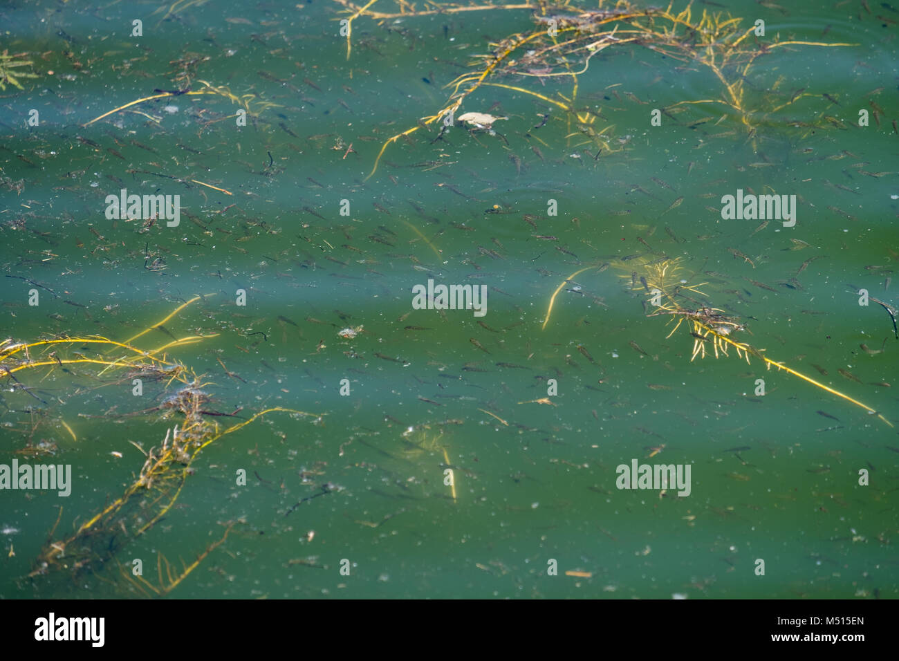 School of small fishes at local outdoor pond Stock Photo