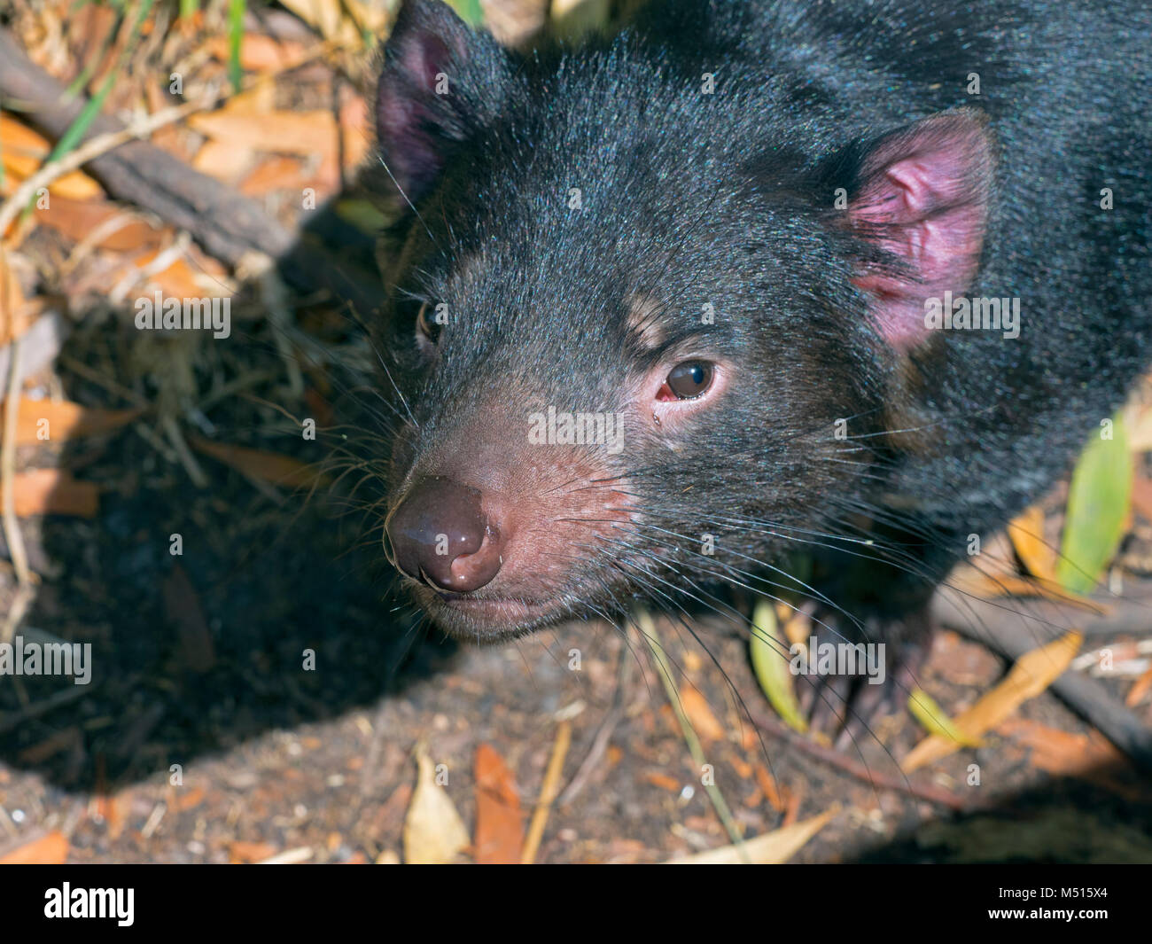 Tasmanian devil Sarcophilus harrisii on the island state of Tasmania Stock Photo