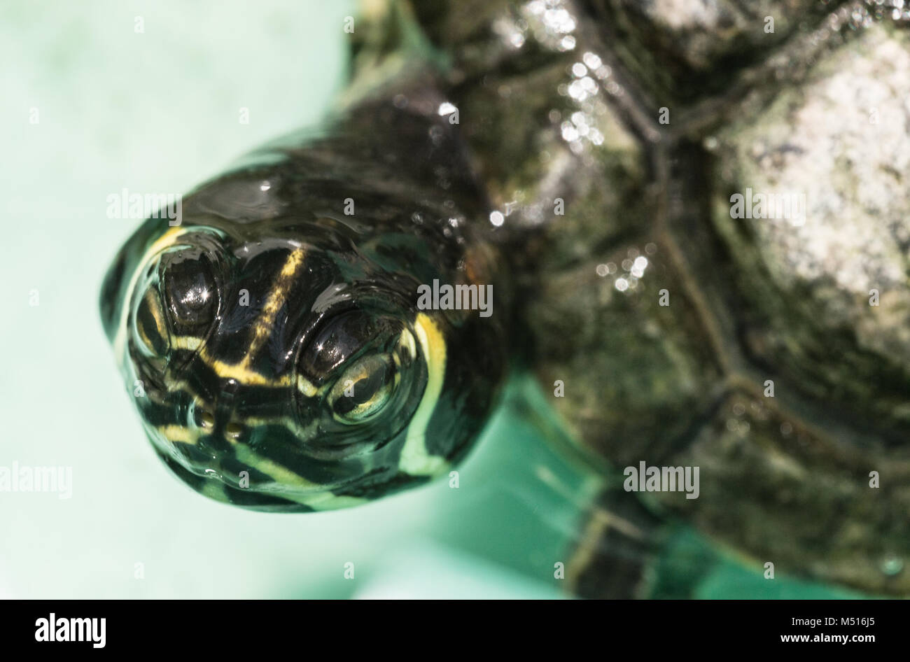 Macro portrait of turtle Stock Photo - Alamy