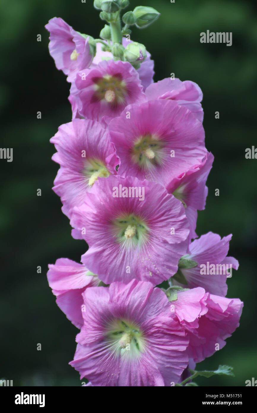 Alcea rosea (Hollyhock, Hollyhocks)