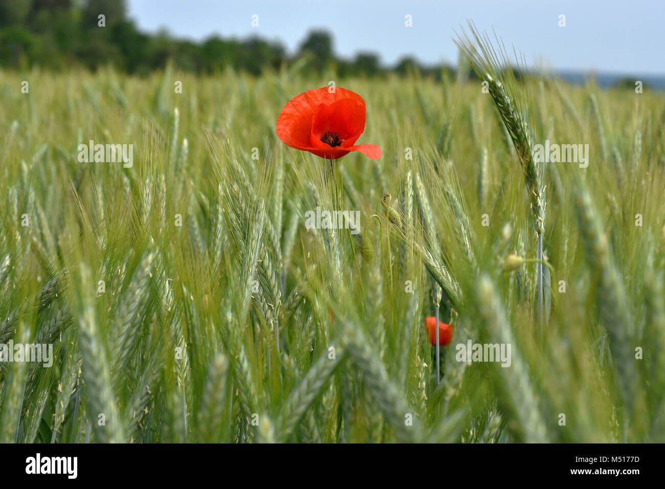 Field weed hi-res stock photography and images - Alamy