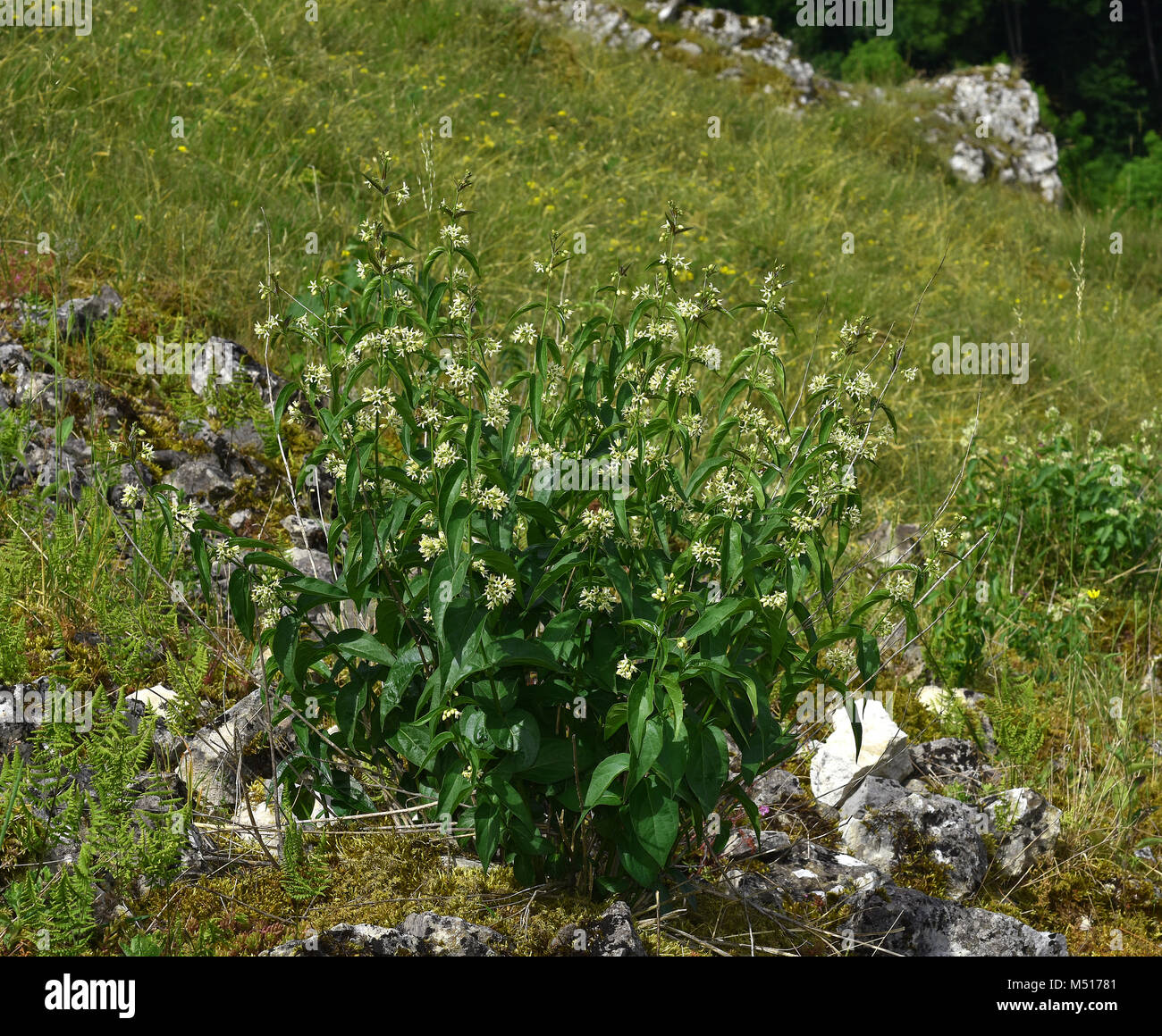swallowwort; white swallowwort; Stock Photo