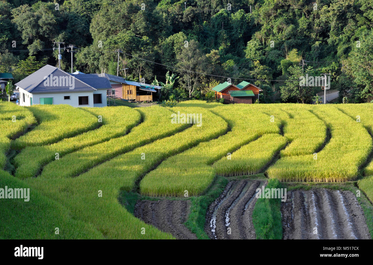 Stepped rice fields at Mae Klang Luang in the Doi Inthanon National Park, Chiang Mai, northern Thailand. Stock Photo