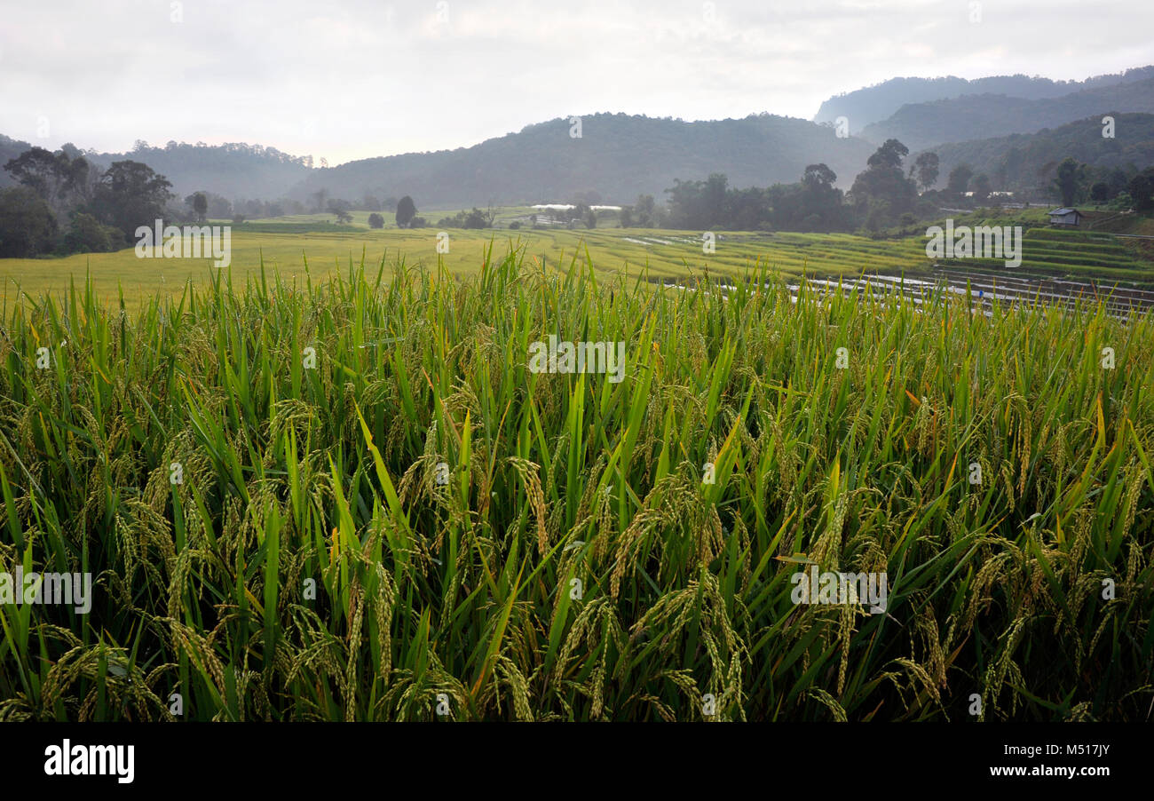 Stepped rice fields hi-res stock photography and images - Alamy