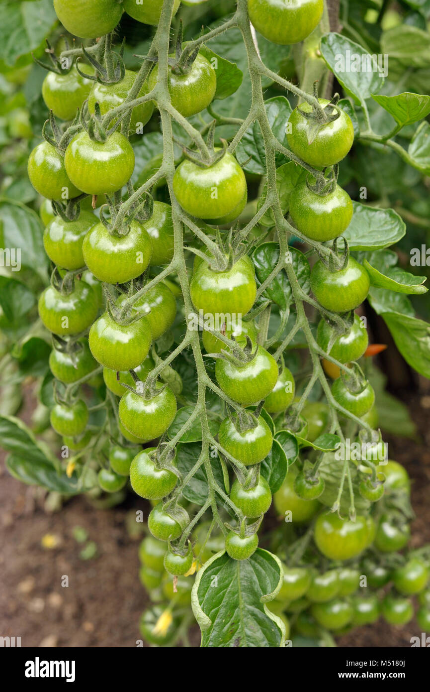 Green Cherry tomatoes, F1 Sweet Million, on the vine in a greenhouse. Stock Photo