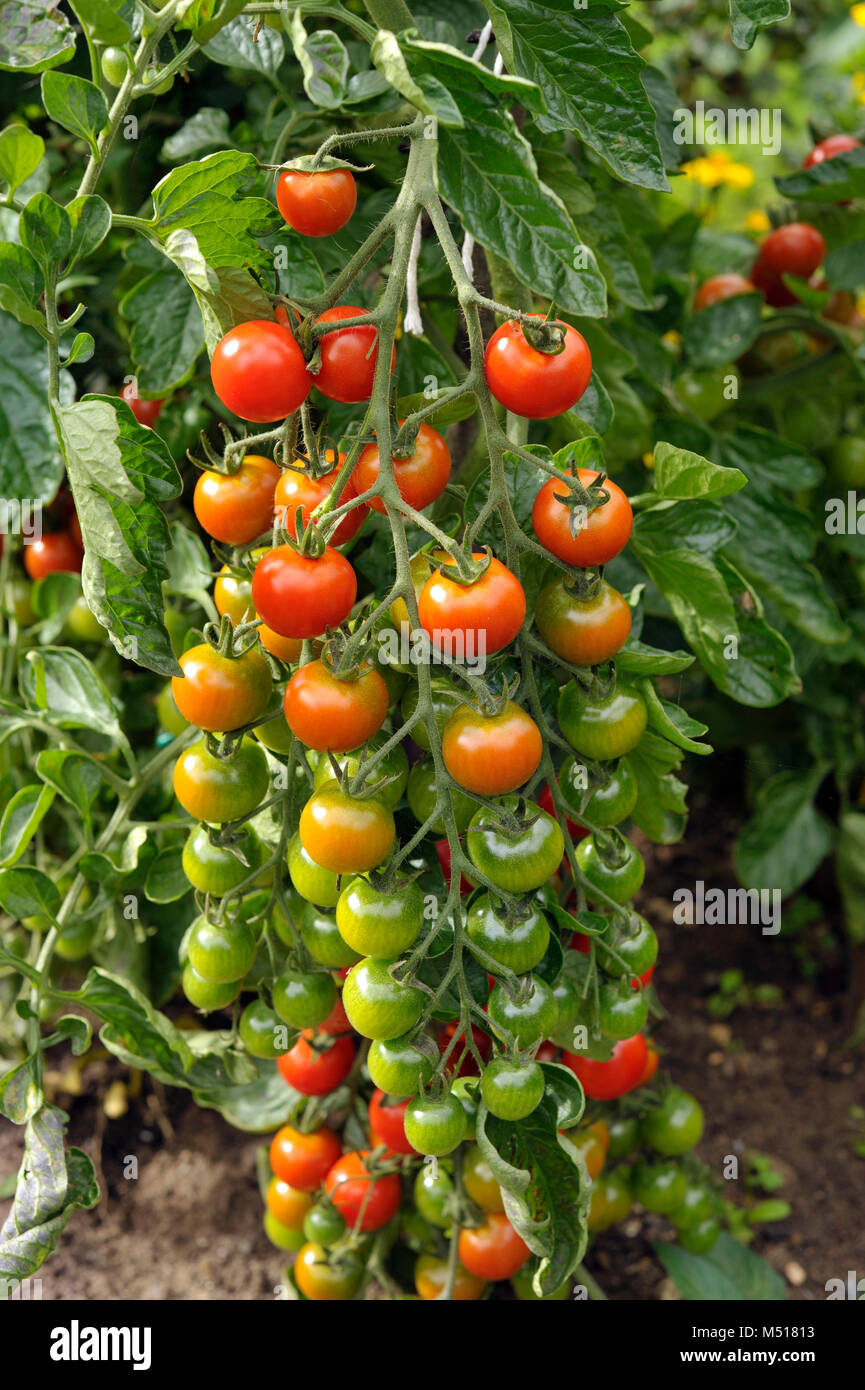 Cherry tomatoes, F1 Sweet Million, ripening on the plant in a vegetable garden. Stock Photo