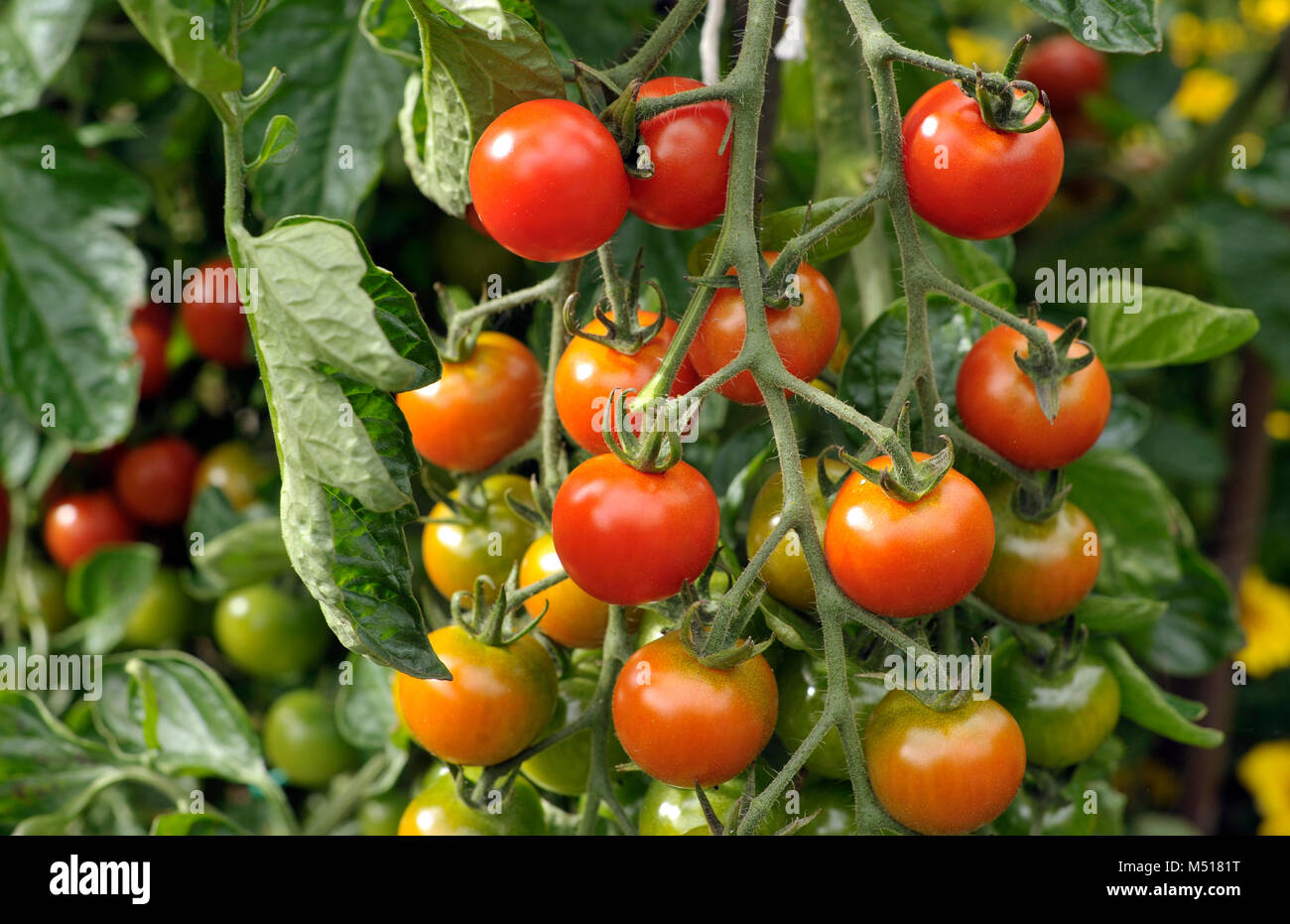 Cherry tomatoes, F1 Sweet Million, ripening on the plant in a vegetable garden. Stock Photo