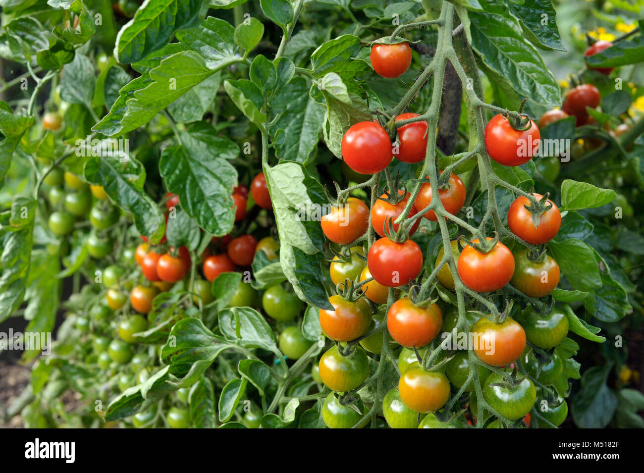 Outdoor Cherry tomatoes, F1 Sweet Million, ripening on the plant in a vegetable garden. Stock Photo