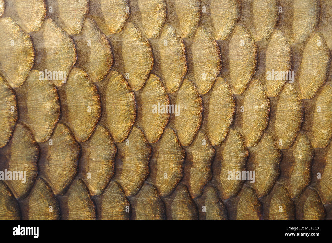 Fish scales. Gold carp scales close-up Stock Photo
