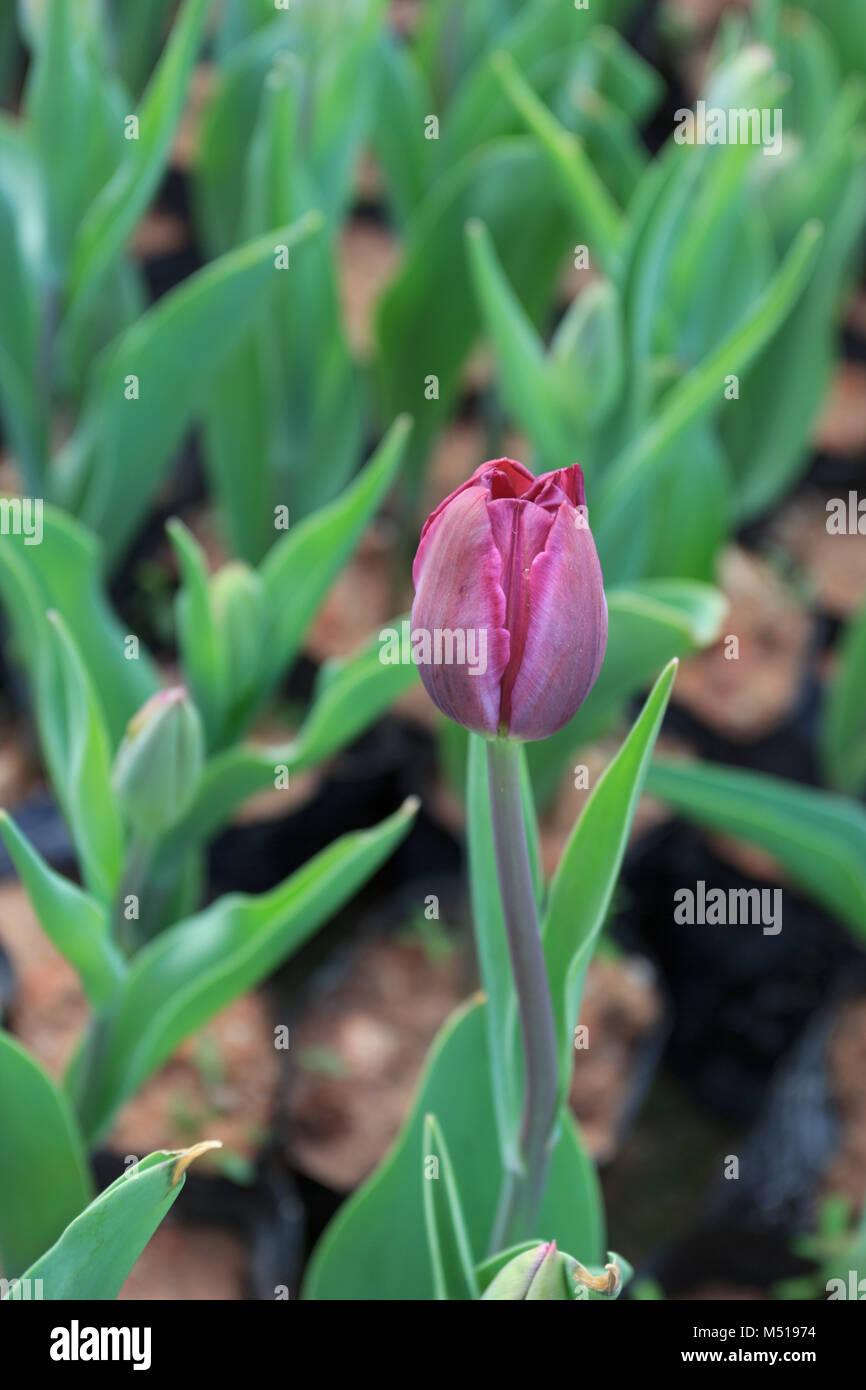 Tulip flower green leaf in hi-res stock photography and images - Alamy