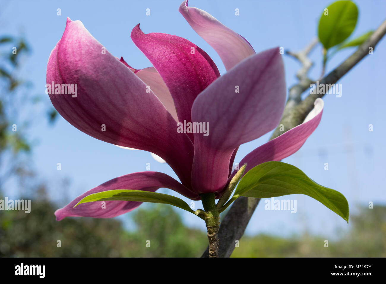 Spring magnolia flowers with blue sky background Stock Photo - Alamy