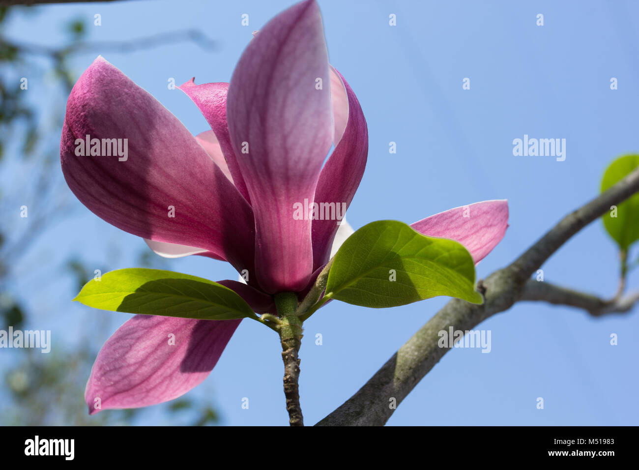 Magnolia tree hi hi-res stock photography and images - Alamy