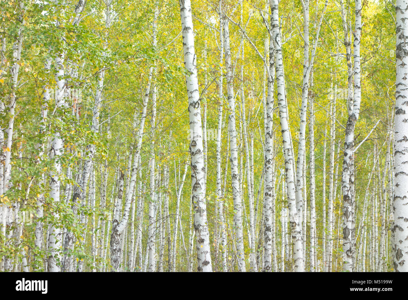 Forest birch hi-res stock photography and images - Alamy