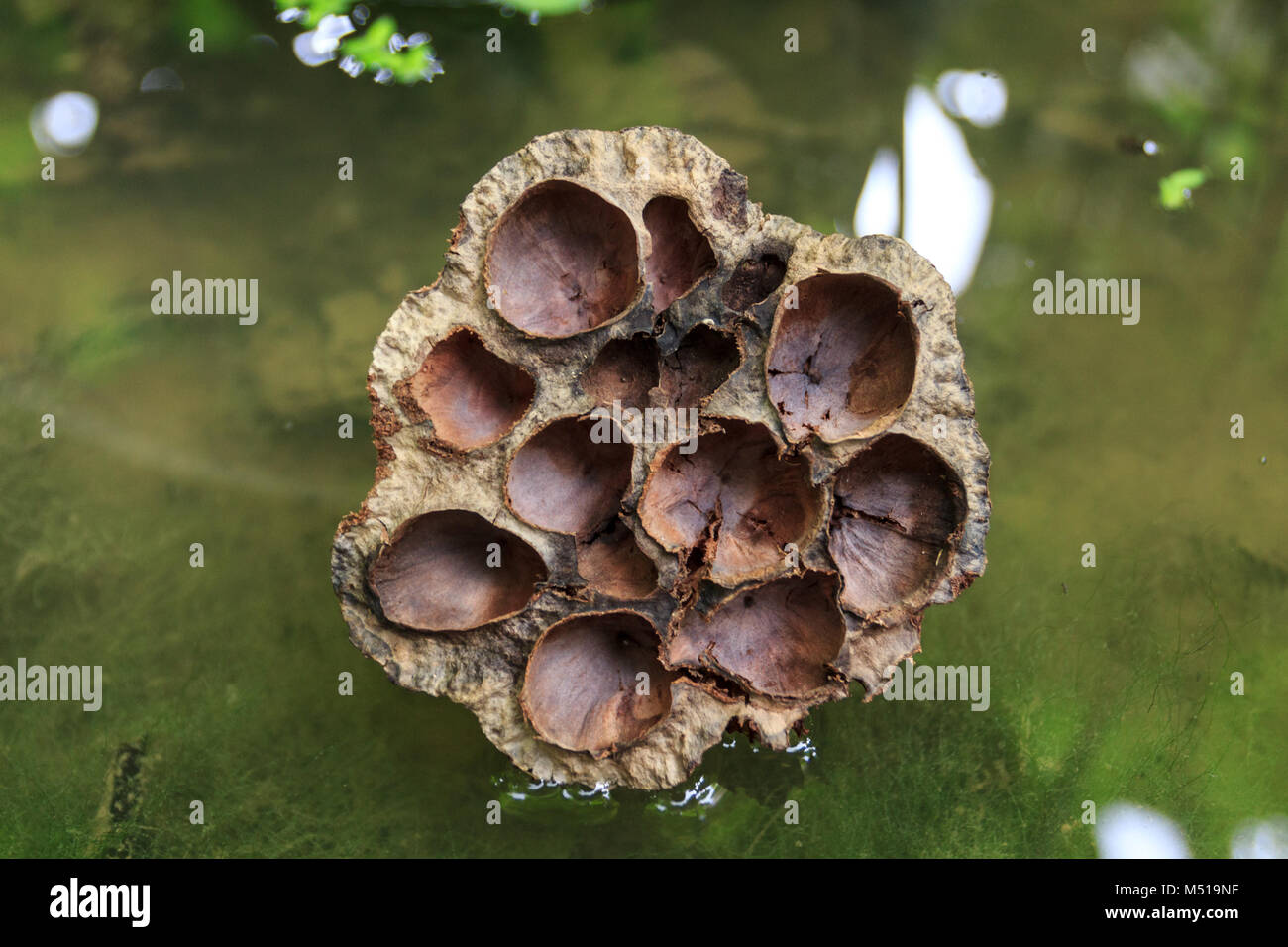 Dried lotus in green pond, dried seedpod Stock Photo