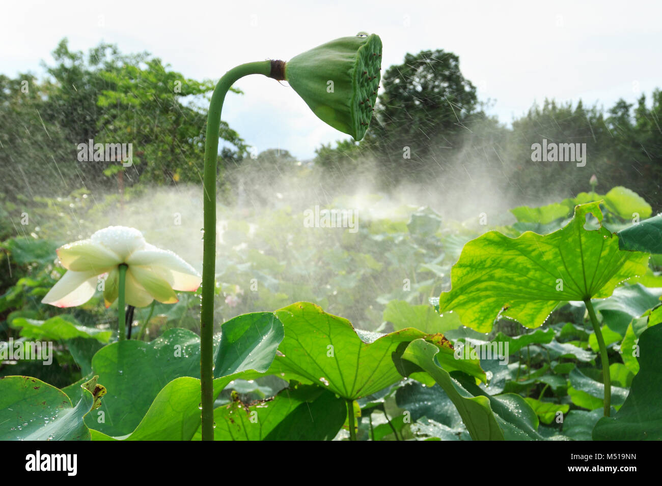 Lotus seedpod in pond In Xiamen Garden Expo Stock Photo