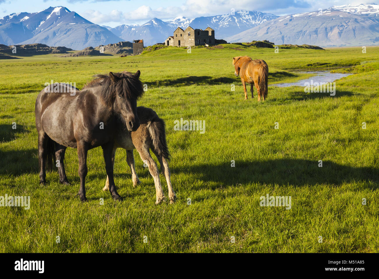 iceland wild horses Stock Photo Alamy