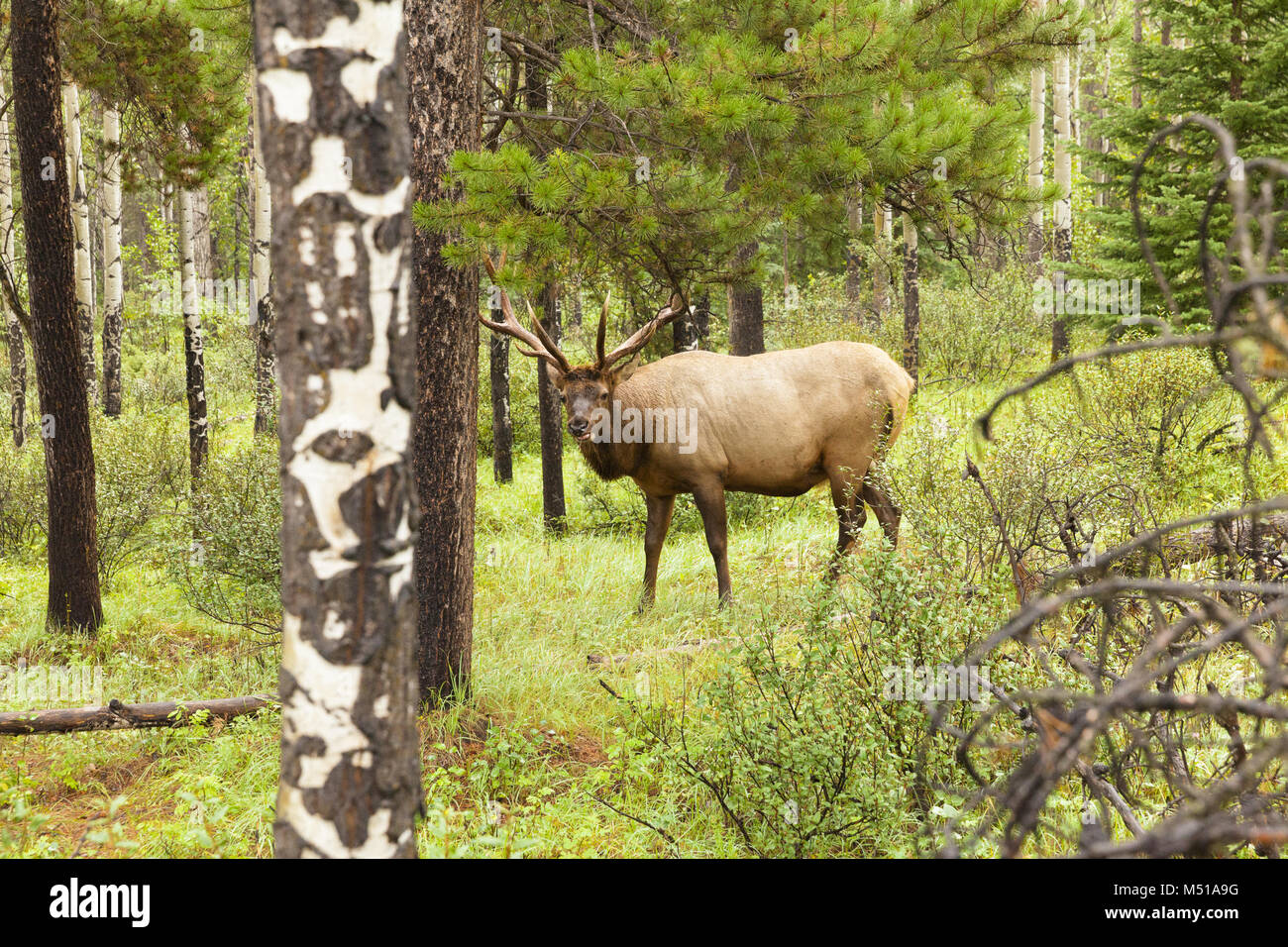 Canadian elk west Canada Stock Photo