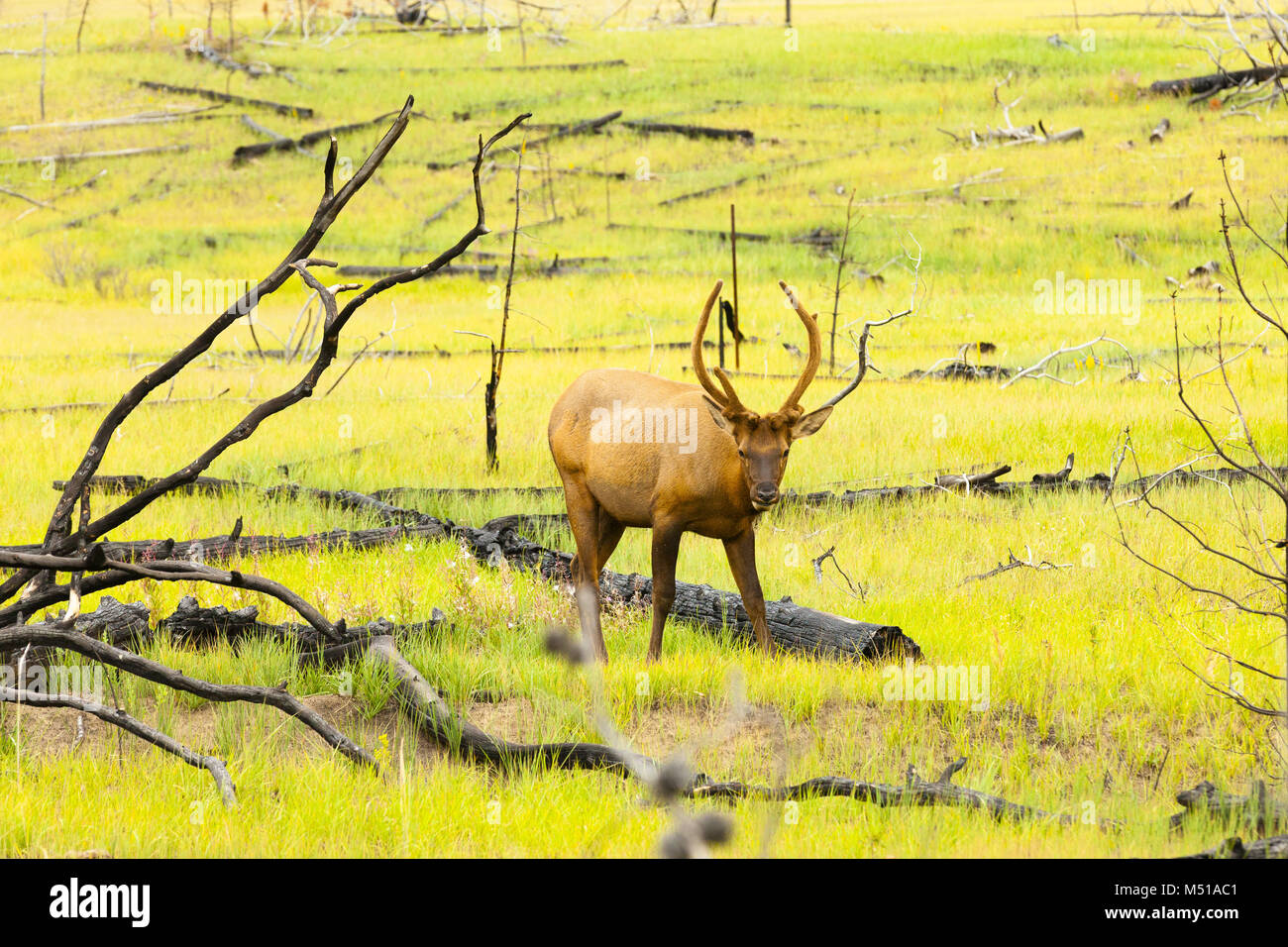 lack-tailed deer Banff national park Canada Stock Photo