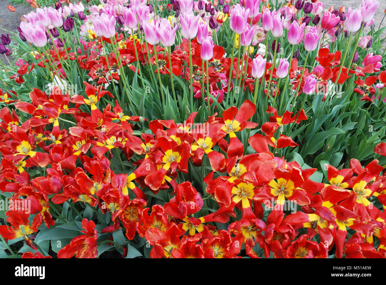 colorful tulips in the garden Stock Photo - Alamy