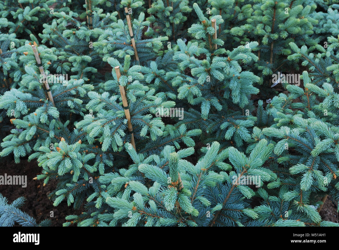 plantation of fir trees Stock Photo