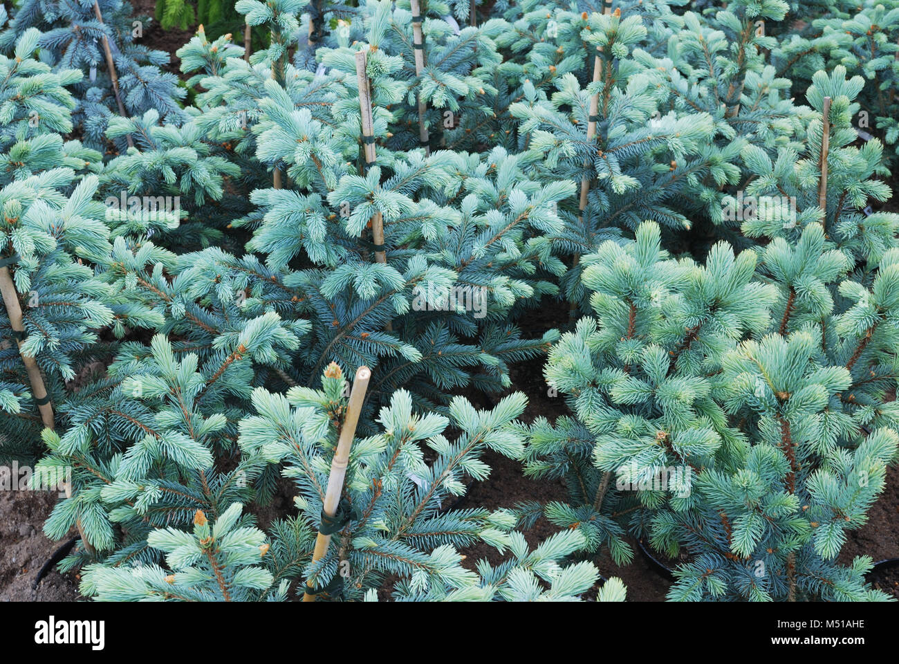 plantation of fir trees Stock Photo