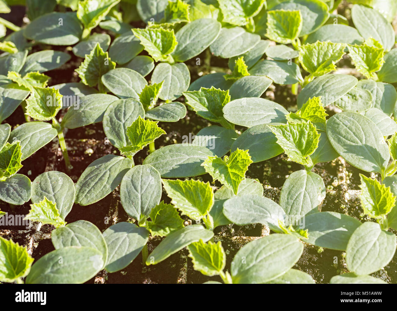Young healthy cucumber seedling ready to plant in the field or garden. Stock Photo