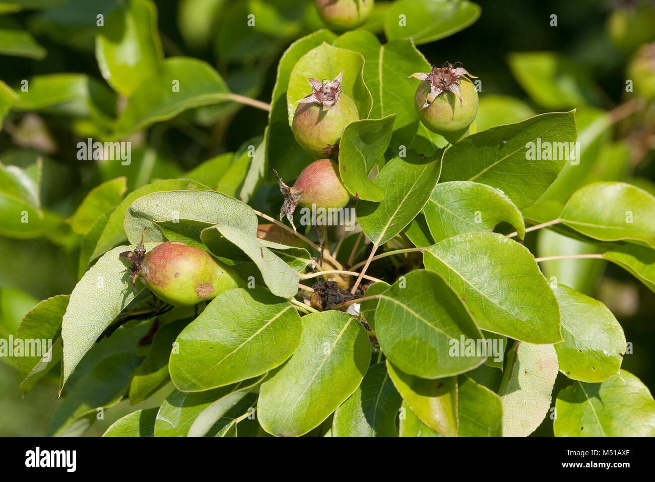 Wilde Birne, Wildbirne, Wilder Birnbaum, Holzbirne, Holz-Birne, Pyrus pyraster, Wild Pear, Poirier sauvage Stock Photo