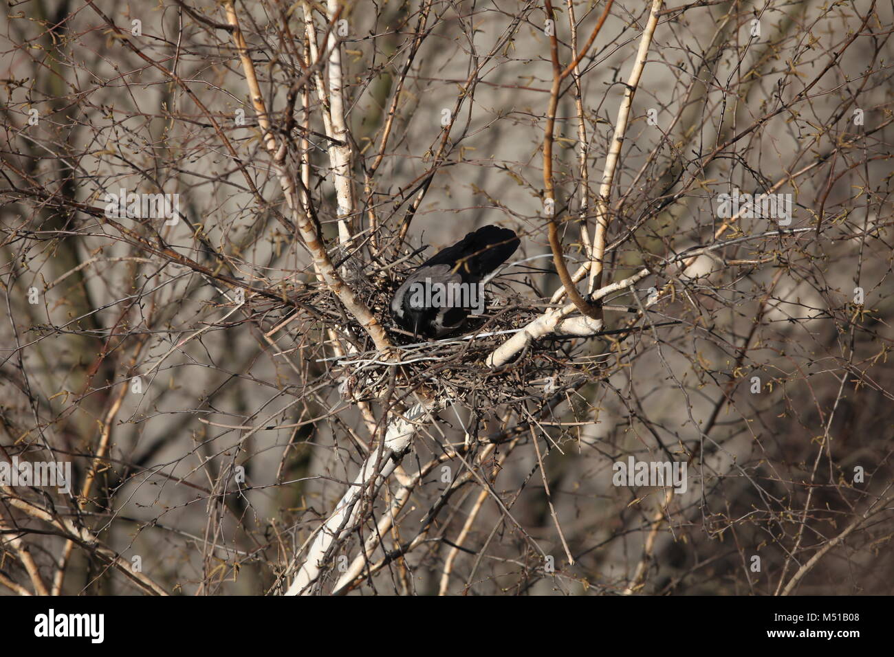 Raven  nest view from above close to Stock Photo