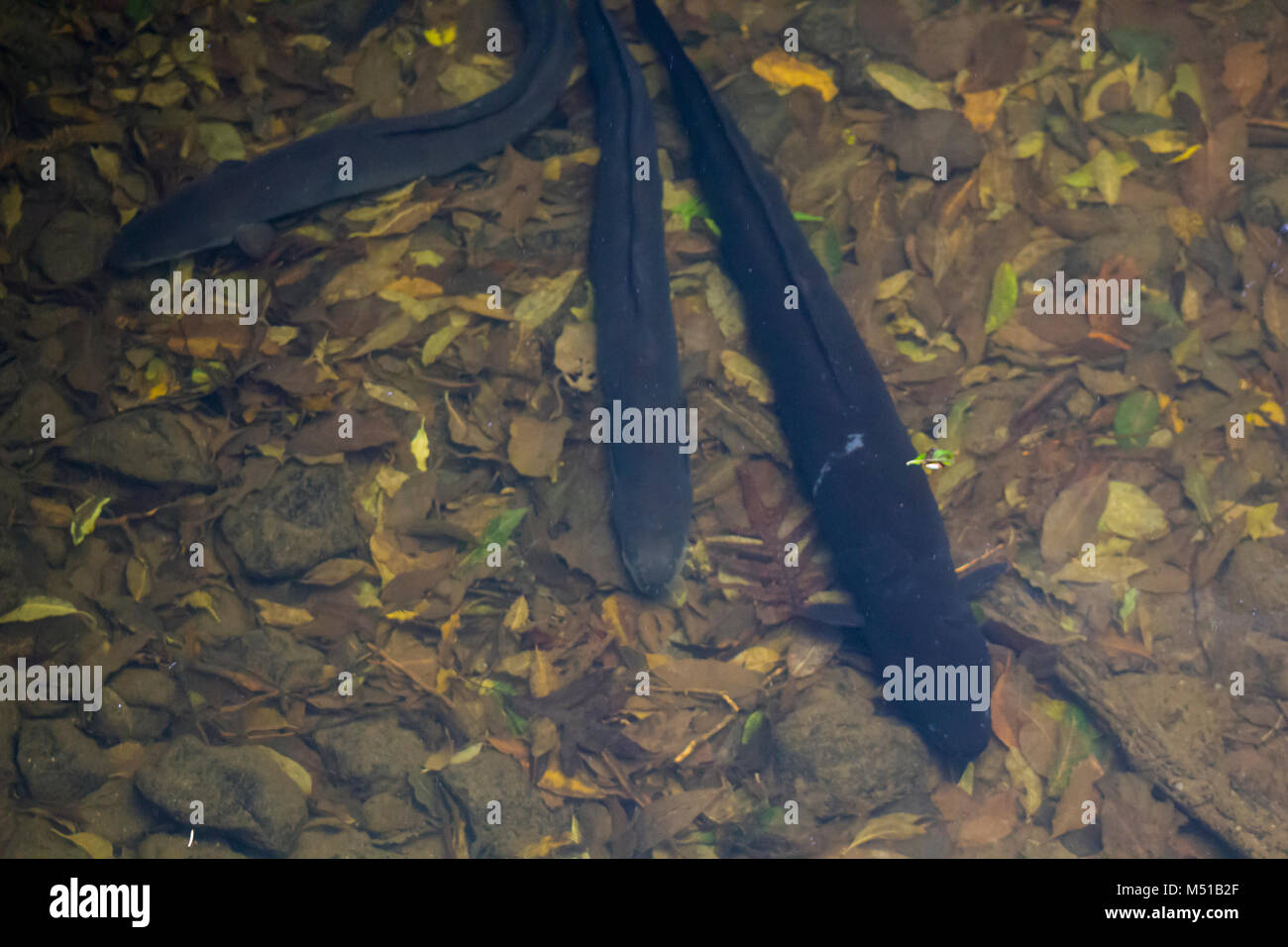 Longfin Eels in fresh water Stock Photo