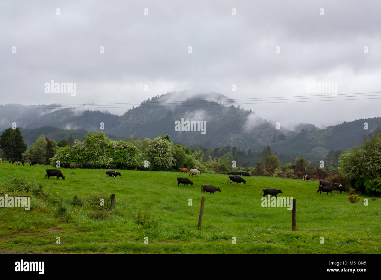 Dairy cows Grazing in green field with mountain the background Stock ...