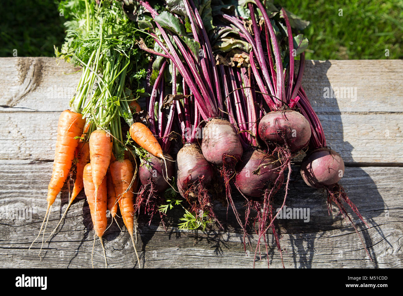 Beets and carrots from the beds on old boards Stock Photo